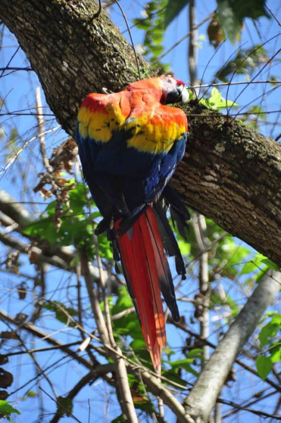 Arara colorida  na entrada das ruínas mayas de Copán, em Honduras